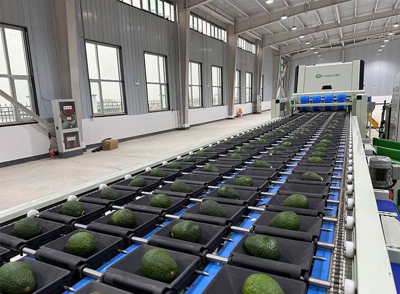 avocado sorting machine.jpg